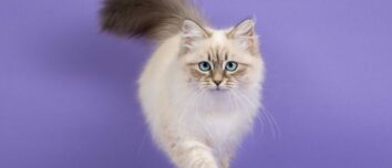 The Majestic Siberian Cat: Unraveling the Mysteries of This Enchanting Feline Breed