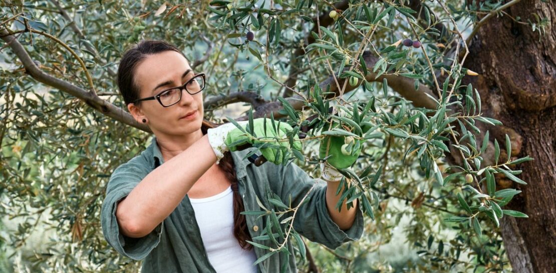 A Comprehensive Guide to Mastering the Art of Olive Pruning