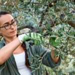A Comprehensive Guide to Mastering the Art of Olive Pruning
