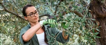 A Comprehensive Guide to Mastering the Art of Olive Pruning