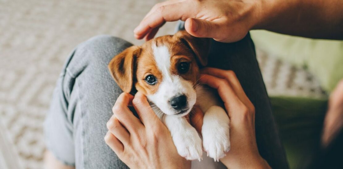 The Jack Russell Terrier: A Lovable Dynamo in the Canine World