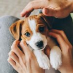 The Jack Russell Terrier: A Lovable Dynamo in the Canine World