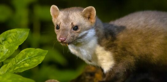 Guard Your Garden: Ecologically Safe and Effective Ways to Keep Martens at Bay