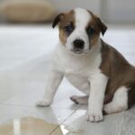 Mastering the Art of Housetraining: 4 Essential Tips for Teaching Your Puppy to Potty Outdoors