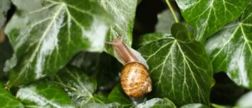 5 Unbeatable Tips to Shield Your Garden from the Slimy Invasion of Snails