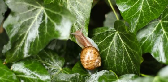 5 Unbeatable Tips to Shield Your Garden from the Slimy Invasion of Snails
