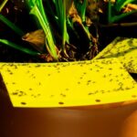 Winning the War on Midges: Comprehensive Guide to Prevention and Elimination in Your Home