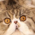 Discover the Enchanting World of Persian Cats: Character, Health, Education, and More!