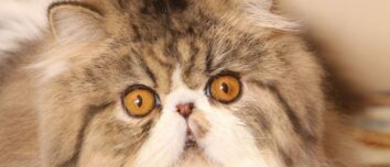 Discover the Enchanting World of Persian Cats: Character, Health, Education, and More!