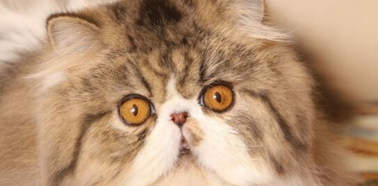 Discover the Enchanting World of Persian Cats: Character, Health, Education, and More!