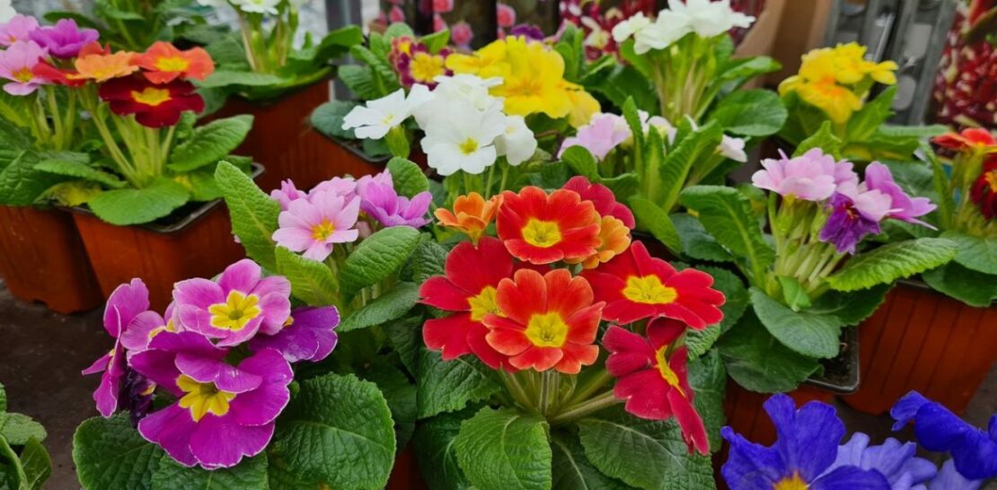 Unveiling the Top 5 Flowering Perennials for a Mesmerizing Spring Garden