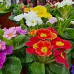 Unveiling the Top 5 Flowering Perennials for a Mesmerizing Spring Garden