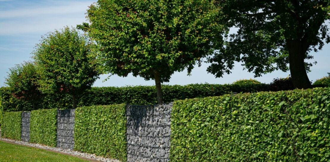 Discover the Perfect Plant Hedges for Your Garden: A Comprehensive Guide