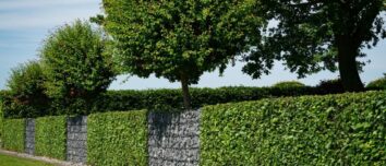 Discover the Perfect Plant Hedges for Your Garden: A Comprehensive Guide