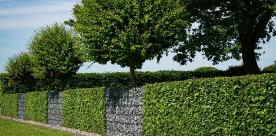 Discover the Perfect Plant Hedges for Your Garden: A Comprehensive Guide
