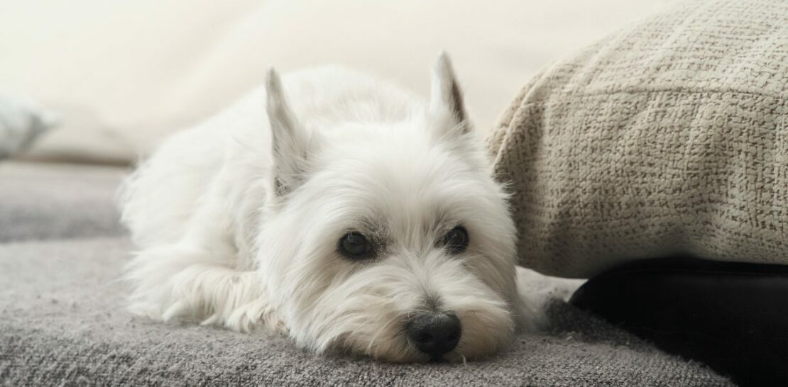West Highland White Terrier: The Fluffy, Friendly, and Loyal Family Companion