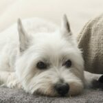 West Highland White Terrier: The Fluffy, Friendly, and Loyal Family Companion