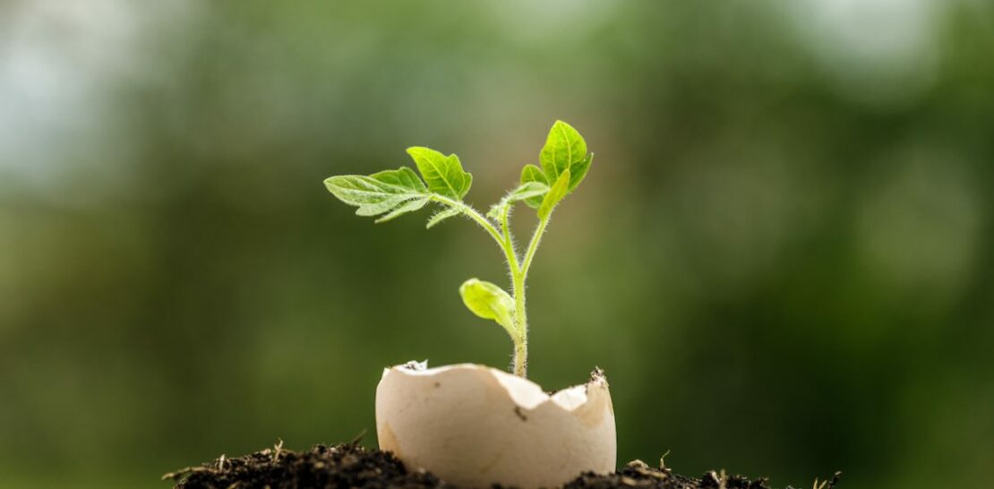 Unlock the Hidden Potential of Eggshells: 3 Astonishing Benefits for Your Garden