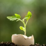 Unlock the Hidden Potential of Eggshells: 3 Astonishing Benefits for Your Garden
