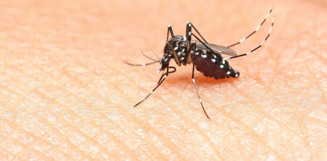 7 Foolproof Tips to Keep Tiger Mosquitoes at Bay and Eliminate Them Naturally