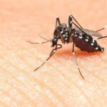 7 Foolproof Tips to Keep Tiger Mosquitoes at Bay and Eliminate Them Naturally