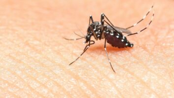 7 Foolproof Tips to Keep Tiger Mosquitoes at Bay and Eliminate Them Naturally