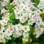 10 Marvelous Melliferous Plants: The Ultimate Guide to Attracting Bees to Your Garden