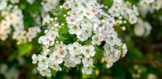 10 Marvelous Melliferous Plants: The Ultimate Guide to Attracting Bees to Your Garden