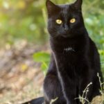 The Alluring World of the Bombay Cat: A Comprehensive Guide to This Exquisite Feline Breed