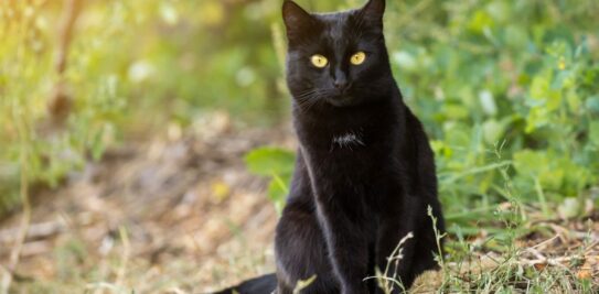 The Alluring World of the Bombay Cat: A Comprehensive Guide to This Exquisite Feline Breed