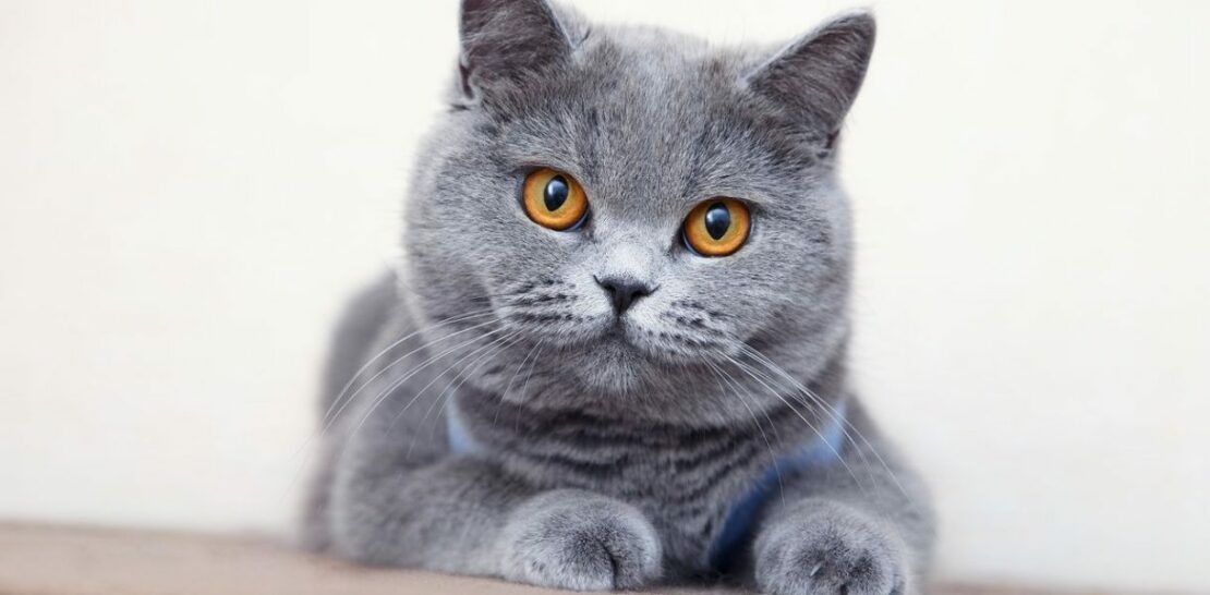 Top 7 Apartment Cat Breeds: Feline Friends That Thrive in Your Cozy Space