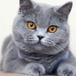 Top 7 Apartment Cat Breeds: Feline Friends That Thrive in Your Cozy Space