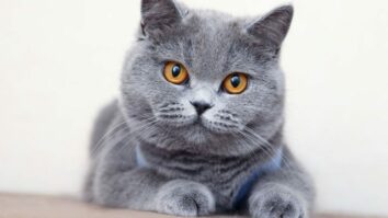 Top 7 Apartment Cat Breeds: Feline Friends That Thrive in Your Cozy Space