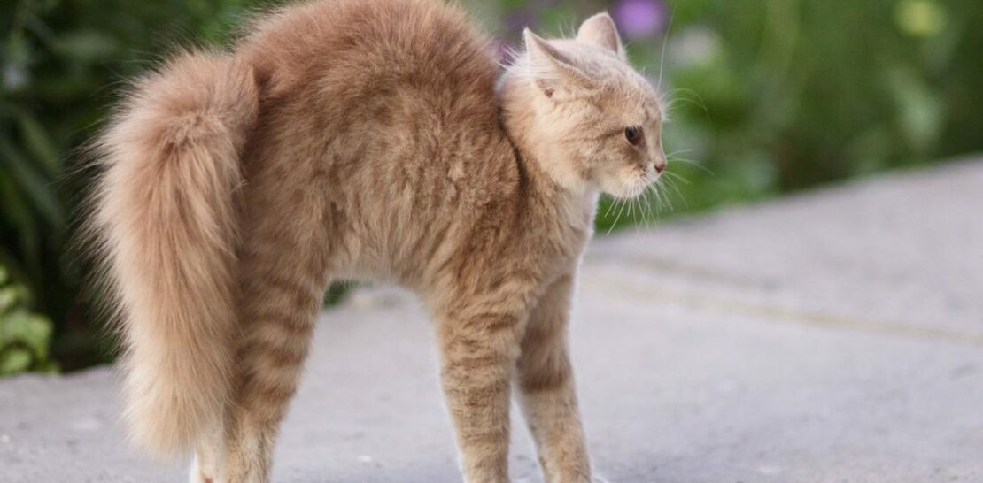 Unraveling the Mystery: Decoding the Feline Tail Wag and Its Intricate Meanings
