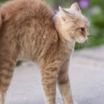 Unraveling the Mystery: Decoding the Feline Tail Wag and Its Intricate Meanings