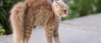 Unraveling the Mystery: Decoding the Feline Tail Wag and Its Intricate Meanings