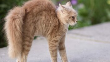 Unraveling the Mystery: Decoding the Feline Tail Wag and Its Intricate Meanings