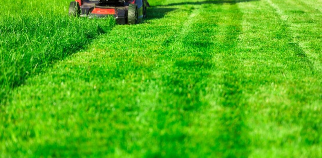5 Essential Tips to Achieve a Lush, Green Summer Lawn