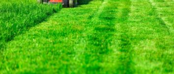 5 Essential Tips to Achieve a Lush, Green Summer Lawn