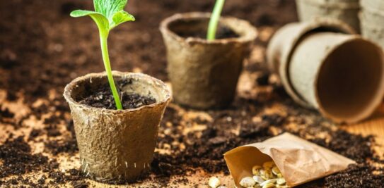 Unleashing the Power of Pre-Soaking: The Ultimate Guide to Maximizing Your Seed Planting Success