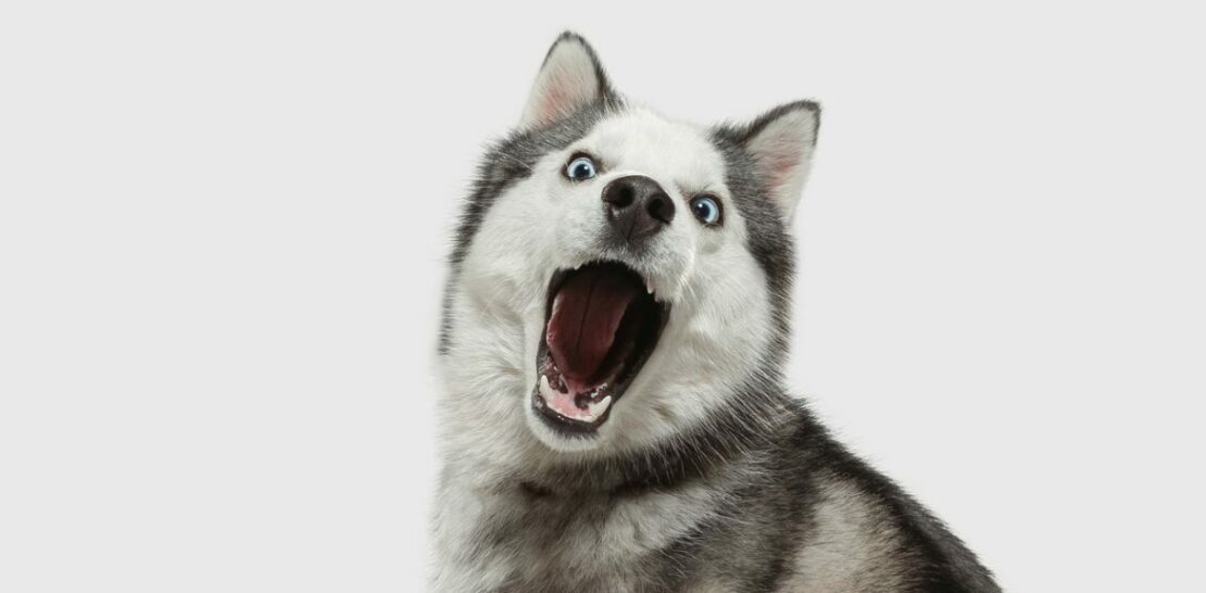 Unleashing the Potential: The Ultimate Guide to Understanding the Husky