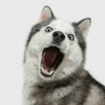 Unleashing the Potential: The Ultimate Guide to Understanding the Husky