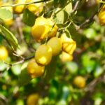 Master the Art of Growing Lemon Trees: A Comprehensive Guide to Planting and Nurturing Your Citrus Haven