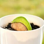 Mango Mastery: Germinating a Simple Pit into a Majestic Plant