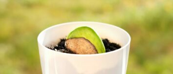 Mango Mastery: Germinating a Simple Pit into a Majestic Plant