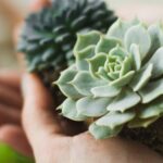 Transform Your Living Spaces with Succulents: The Ultimate Guide to Effortless Beauty and Refreshing Charm