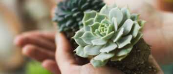 Transform Your Living Spaces with Succulents: The Ultimate Guide to Effortless Beauty and Refreshing Charm