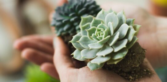 Transform Your Living Spaces with Succulents: The Ultimate Guide to Effortless Beauty and Refreshing Charm
