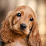 The English Cocker Spaniel: A Comprehensive Guide to a Beloved Breed's Character, Health, Diet, and Price