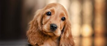 The English Cocker Spaniel: A Comprehensive Guide to a Beloved Breed's Character, Health, Diet, and Price